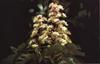 Bach Hestekastanie (White Chesnut)